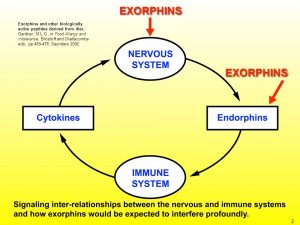 exorphins