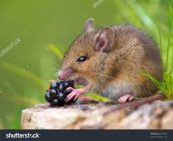 mouse-eating