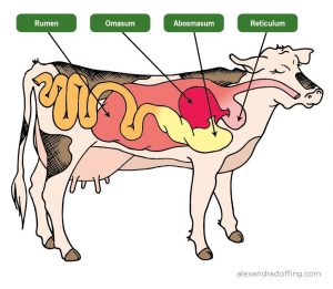 cow stomach diagram 646